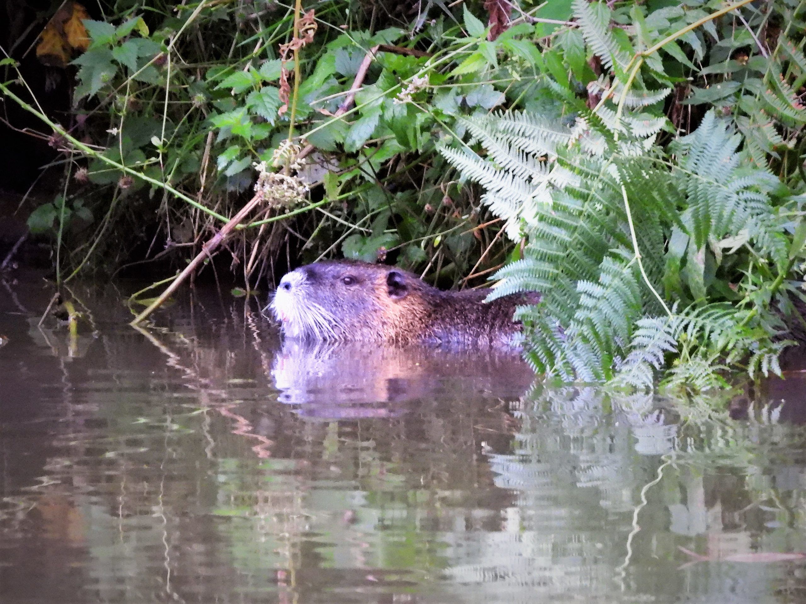 Muskusrat | Bisamrat | Leefwijze | Voedsel | Voortplanting | Habitat ...