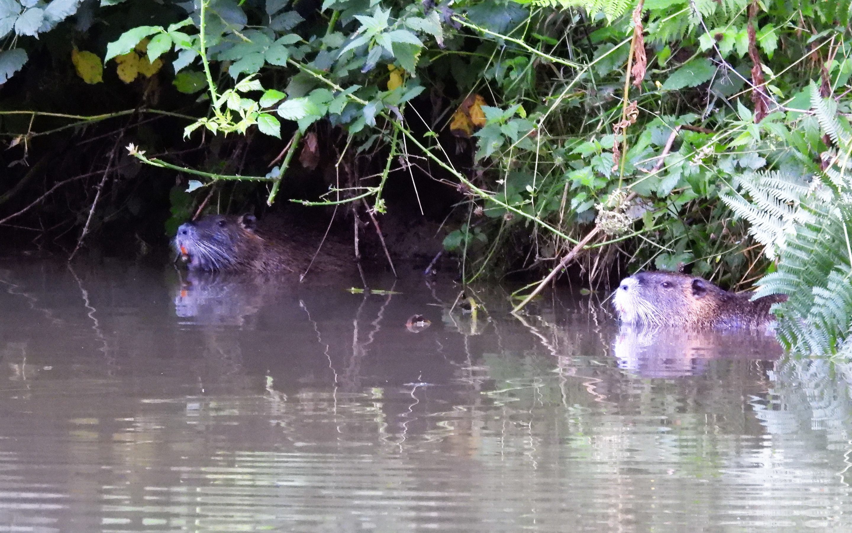 Muskusrat | Bisamrat | Leefwijze | Voedsel | Voortplanting | Habitat ...