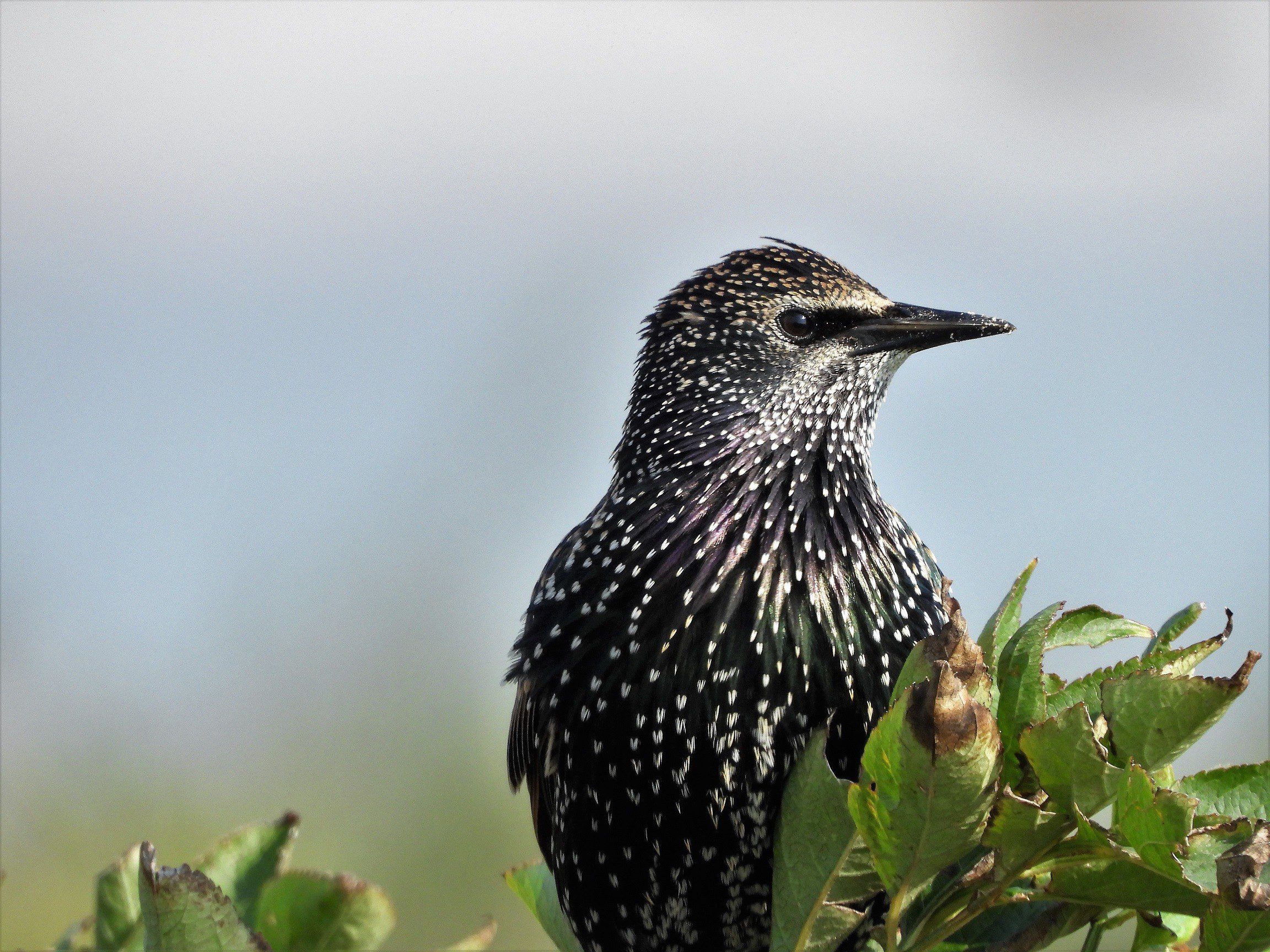 De Spreeuw: Alles over deze Fabelachtige Metallic vogel | Natuur-fotos ...