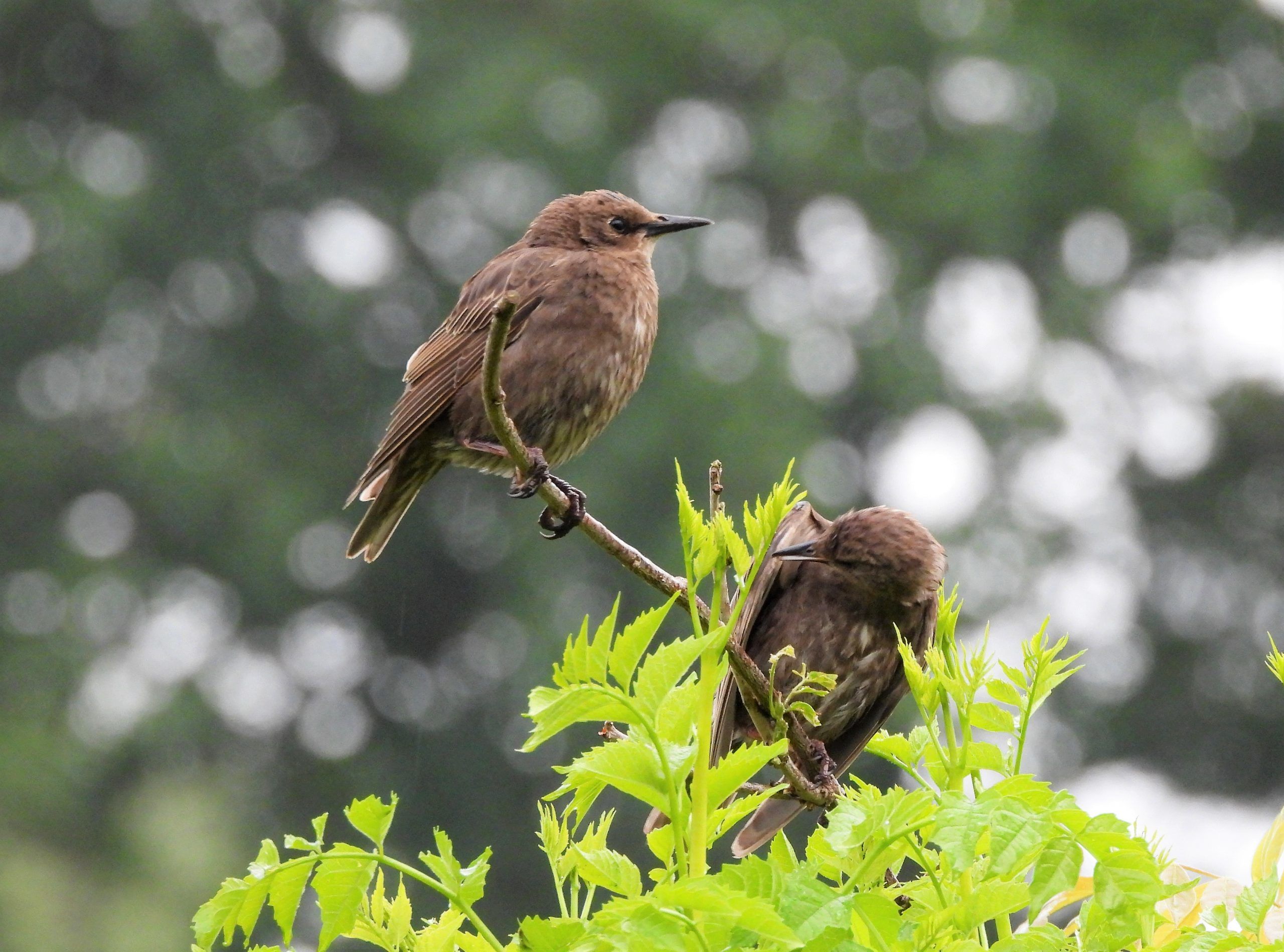 De Spreeuw: Alles over deze Fabelachtige Metallic vogel | Natuur-fotos ...